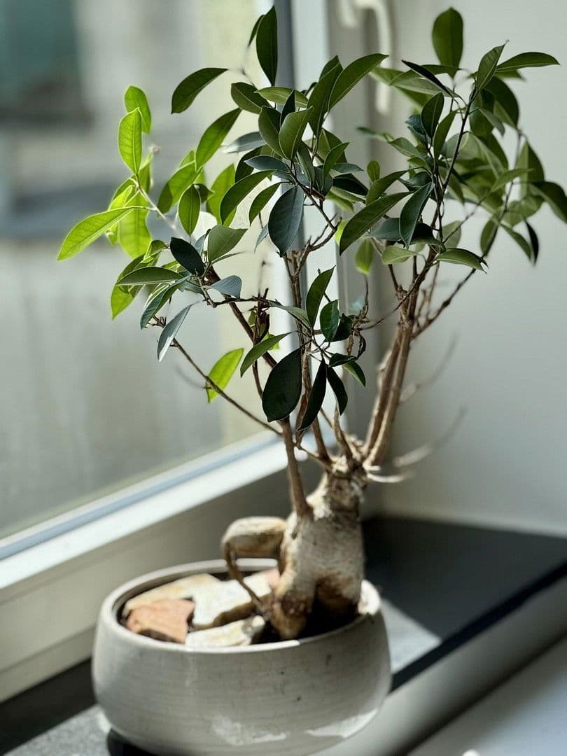 Studio flat to rent, 23 m², Saint Julien Str. 3, Salzburg, Salzburg Studio flat to rent, 23 m², Saint Julien Str. 3, Salzburg, Salzburg