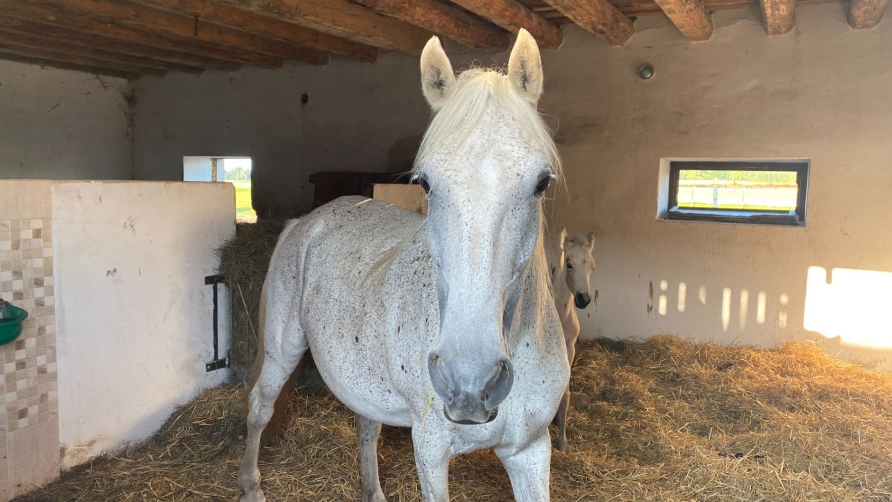 house for sale, 1,577 m², Pluhův Žďár, Jihočeský Region house for sale, 1,577 m², Pluhův Žďár, Jihočeský Region