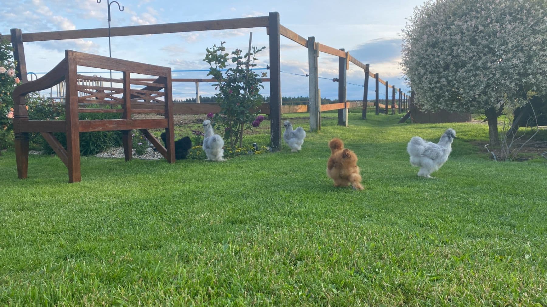 house for sale, 1,577 m², Pluhův Žďár, Jihočeský Region house for sale, 1,577 m², Pluhův Žďár, Jihočeský Region