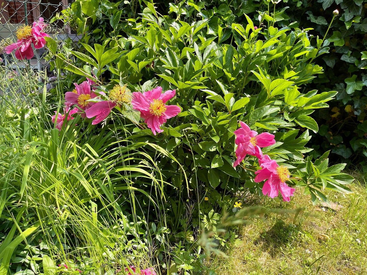 house to rent, 145 m², Franz-Raveaux-Straße 32, Köln, North Rhine-Westphalia house to rent, 145 m², Franz-Raveaux-Straße 32, Köln, North Rhine-Westphalia