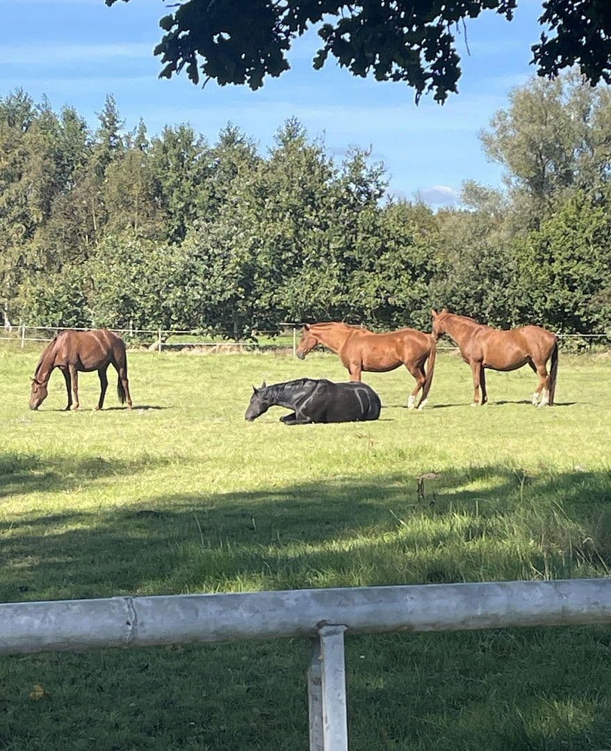 house for sale, 190 m², Wanna, Lower Saxony house for sale, 190 m², Wanna, Lower Saxony