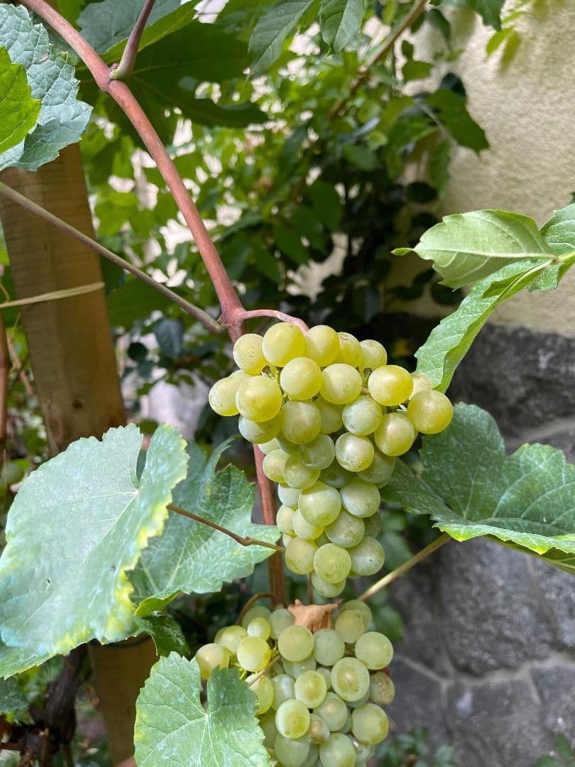 house for sale, 200 m², Hornberg, Baden-Württemberg house for sale, 200 m², Hornberg, Baden-Württemberg