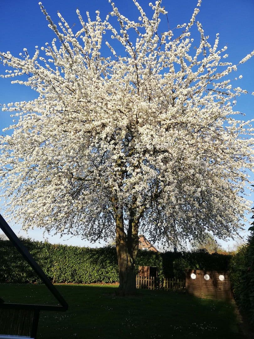 house for sale, 153 m², Geldern, North Rhine-Westphalia house for sale, 153 m², Geldern, North Rhine-Westphalia