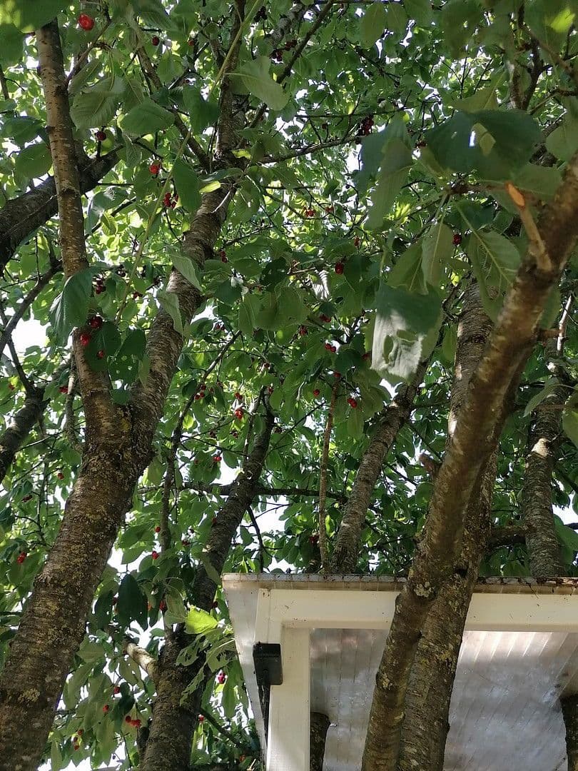 house for sale, 153 m², Geldern, North Rhine-Westphalia house for sale, 153 m², Geldern, North Rhine-Westphalia