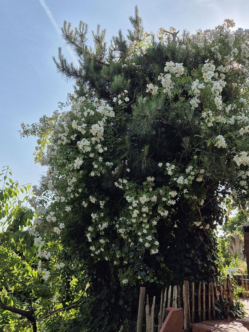 house for sale, 181 m², Schmiedestr.1, Twedt, Schleswig-Holstein house for sale, 181 m², Schmiedestr.1, Twedt, Schleswig-Holstein