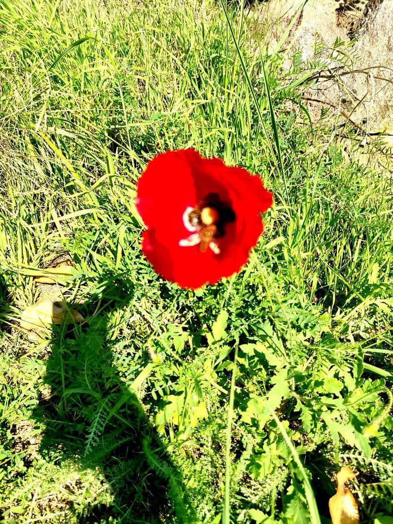 house for sale, 180 m², Wildbahn 48, Berlin, Berlin house for sale, 180 m², Wildbahn 48, Berlin, Berlin