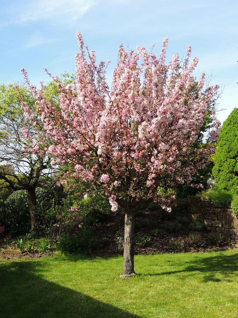 house for sale, 181 m², Hangstraße 18, Nünschweiler, Rhineland-Palatinate house for sale, 181 m², Hangstraße 18, Nünschweiler, Rhineland-Palatinate