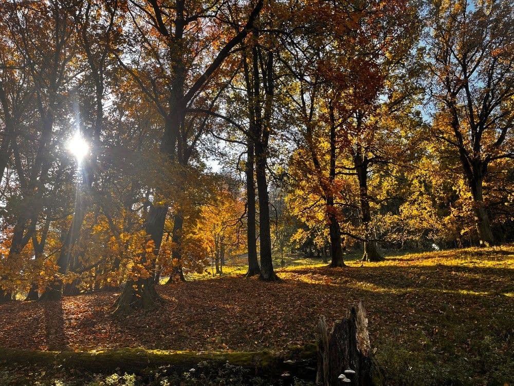 plot for sale, 69 m², Veselíčko, Jihočeský Region plot for sale, 69 m², Veselíčko, Jihočeský Region