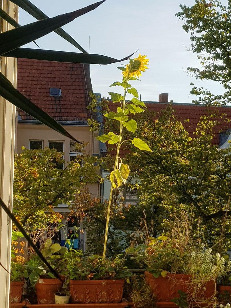 7 bedroom flat for sale, 219 m², Berlin, Berlin 7 bedroom flat for sale, 219 m², Berlin, Berlin