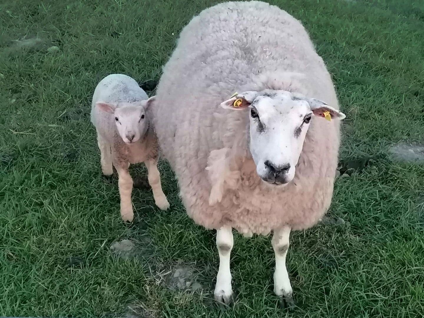 plot for sale, 800 m², Butjadingen, Lower Saxony plot for sale, 800 m², Butjadingen, Lower Saxony