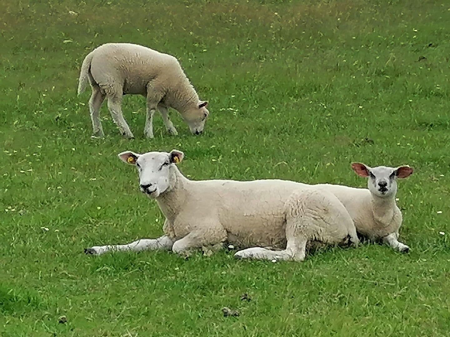 plot for sale, 800 m², Butjadingen, Lower Saxony plot for sale, 800 m², Butjadingen, Lower Saxony