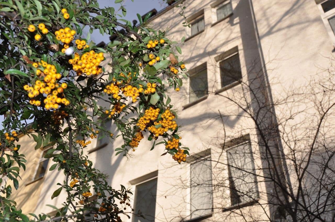 house for sale, 762 m², Ernst-Bauchstr. 4, Aue-Bad Schlema, Saxony house for sale, 762 m², Ernst-Bauchstr. 4, Aue-Bad Schlema, Saxony