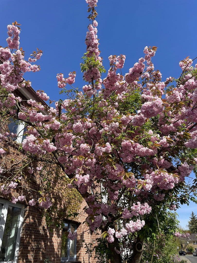 house for sale, 141 m², Lüneburg, Lower Saxony house for sale, 141 m², Lüneburg, Lower Saxony