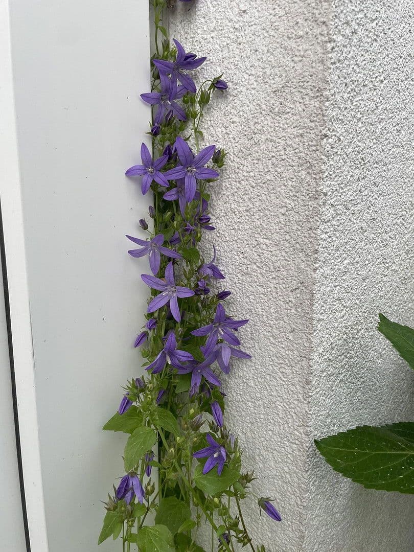 house for sale, 141 m², Lüneburg, Lower Saxony house for sale, 141 m², Lüneburg, Lower Saxony