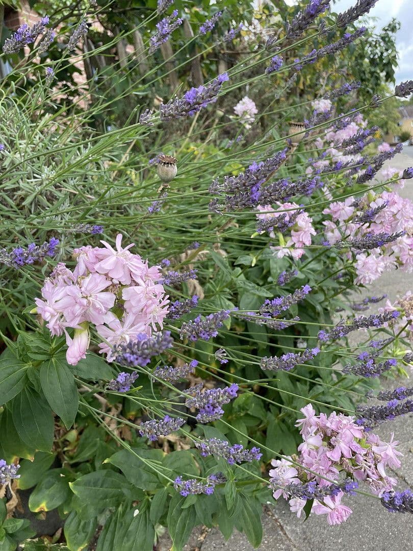 house for sale, 141 m², Lüneburg, Lower Saxony house for sale, 141 m², Lüneburg, Lower Saxony