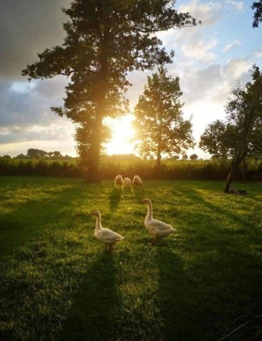 house for sale, 160 m², St. Georgiwold 28, Weener, Lower Saxony house for sale, 160 m², St. Georgiwold 28, Weener, Lower Saxony