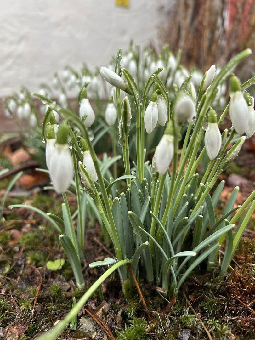 house for sale, 98 m², Aachen, North Rhine-Westphalia house for sale, 98 m², Aachen, North Rhine-Westphalia