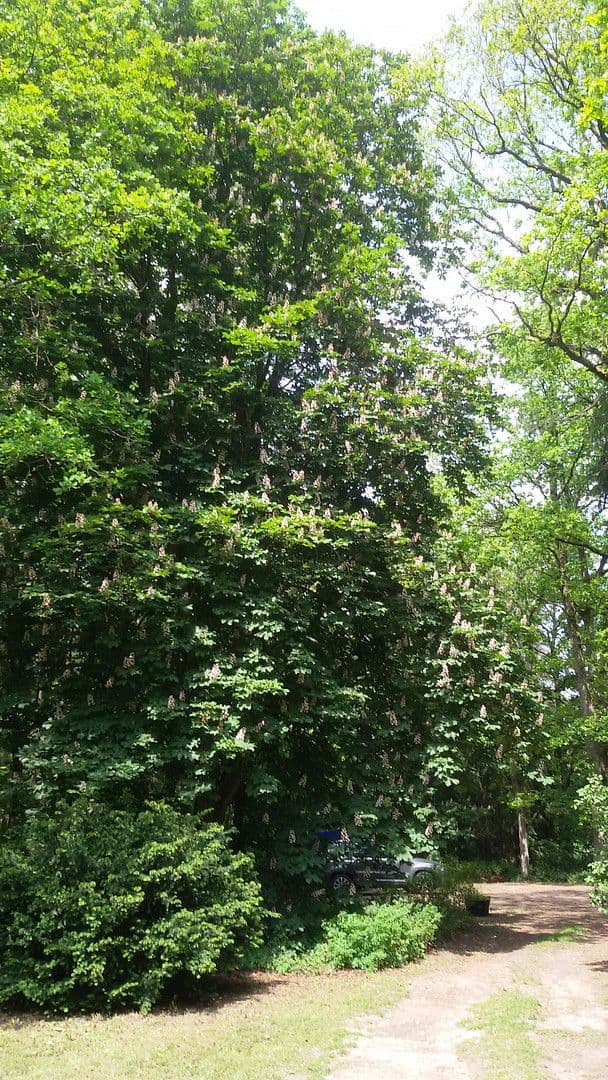 1 bedroom with open-plan kitchen flat to rent, 82 m², Schneverdingen, Lower Saxony 1 bedroom with open-plan kitchen flat to rent, 82 m², Schneverdingen, Lower Saxony