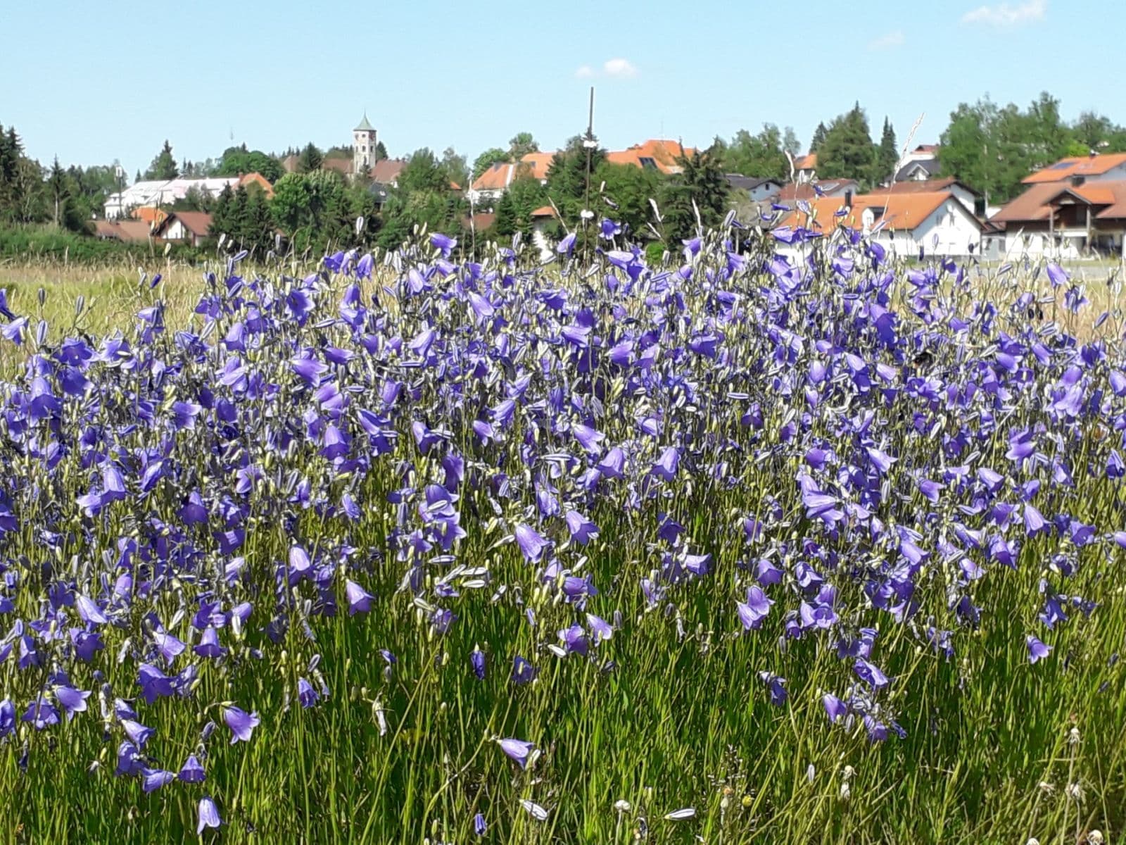 Studio flat to rent, 38 m², Na spálenici, Stožec, Jihočeský Region Studio flat to rent, 38 m², Na spálenici, Stožec, Jihočeský Region