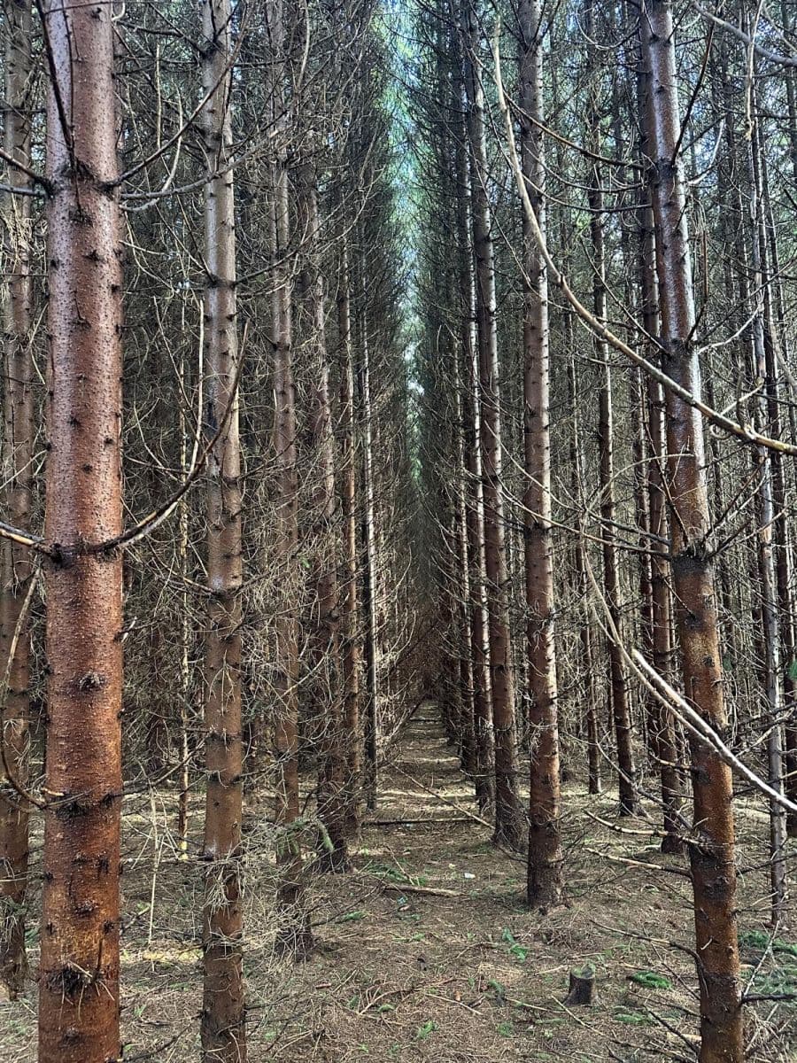 plot for sale, 11,665 m², Červený Kostelec, Královéhradecký Region plot for sale, 11,665 m², Červený Kostelec, Královéhradecký Region