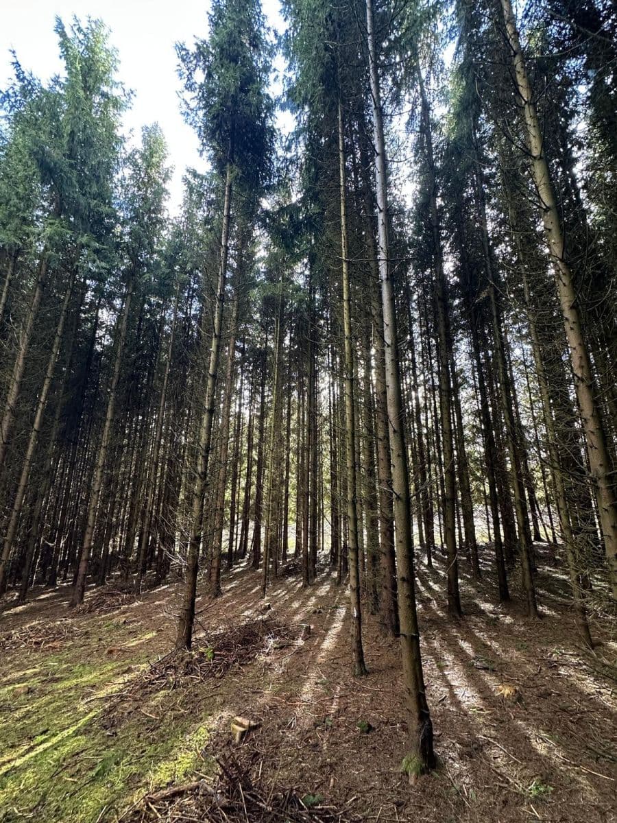 plot for sale, 11,665 m², Červený Kostelec, Královéhradecký Region plot for sale, 11,665 m², Červený Kostelec, Královéhradecký Region