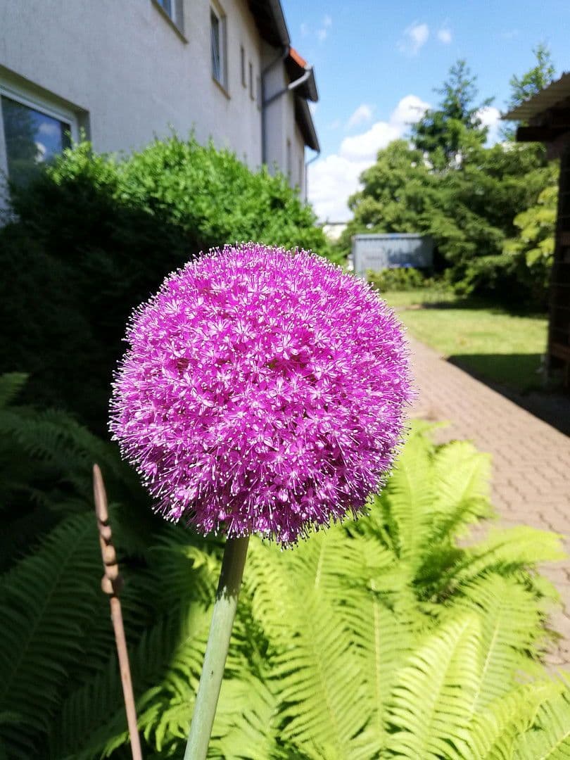 office to rent, 510 m², Adersheimer Straße 17, Wolfenbüttel, Lower Saxony office to rent, 510 m², Adersheimer Straße 17, Wolfenbüttel, Lower Saxony