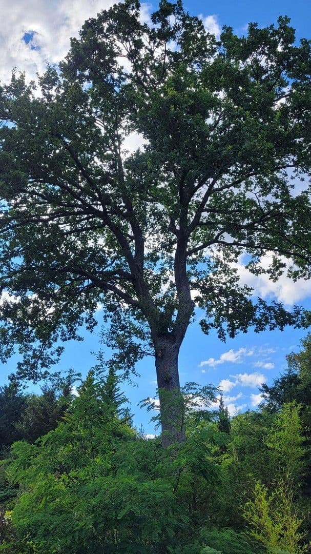 house to rent, 259 m², Wimsheim, Baden-Württemberg house to rent, 259 m², Wimsheim, Baden-Württemberg