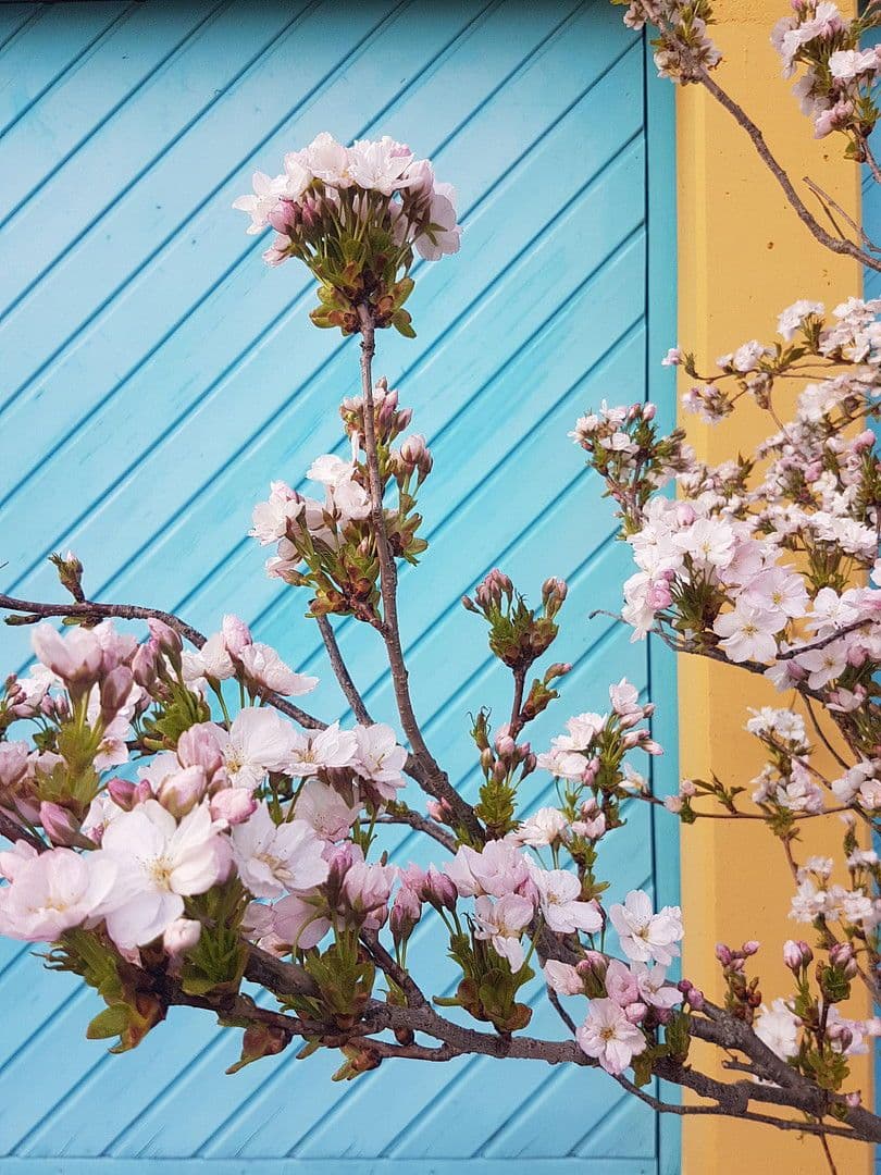 house to rent, 259 m², Wimsheim, Baden-Württemberg house to rent, 259 m², Wimsheim, Baden-Württemberg