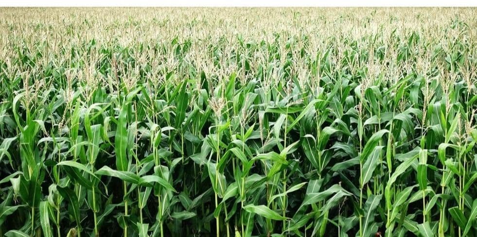 plot for sale, 2,310,020 m², Waidhaus, Bavaria plot for sale, 2,310,020 m², Waidhaus, Bavaria