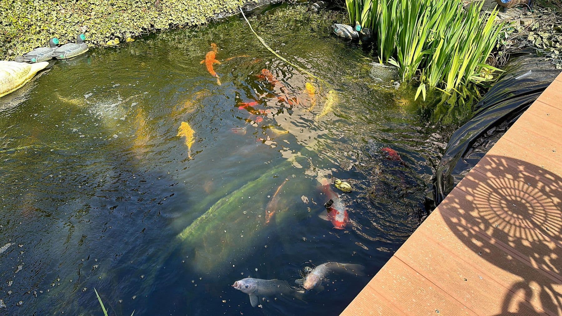 house for sale, 387 m², Rießstraße 20, BW, Magstadt, Baden-Württemberg house for sale, 387 m², Rießstraße 20, BW, Magstadt, Baden-Württemberg