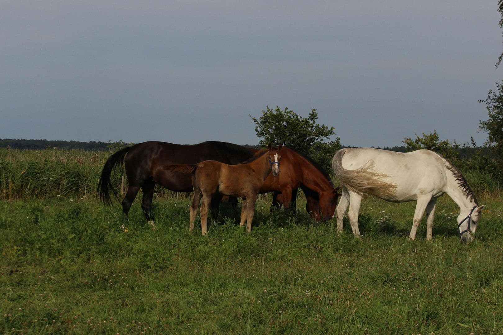 plot for sale, 715 m², Dierhagen, Mecklenburg-Vorpommern plot for sale, 715 m², Dierhagen, Mecklenburg-Vorpommern