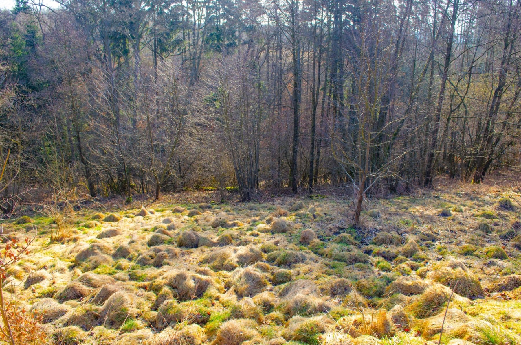 plot for sale, 2,174 m², Nová Ves, Liberecký Region plot for sale, 2,174 m², Nová Ves, Liberecký Region