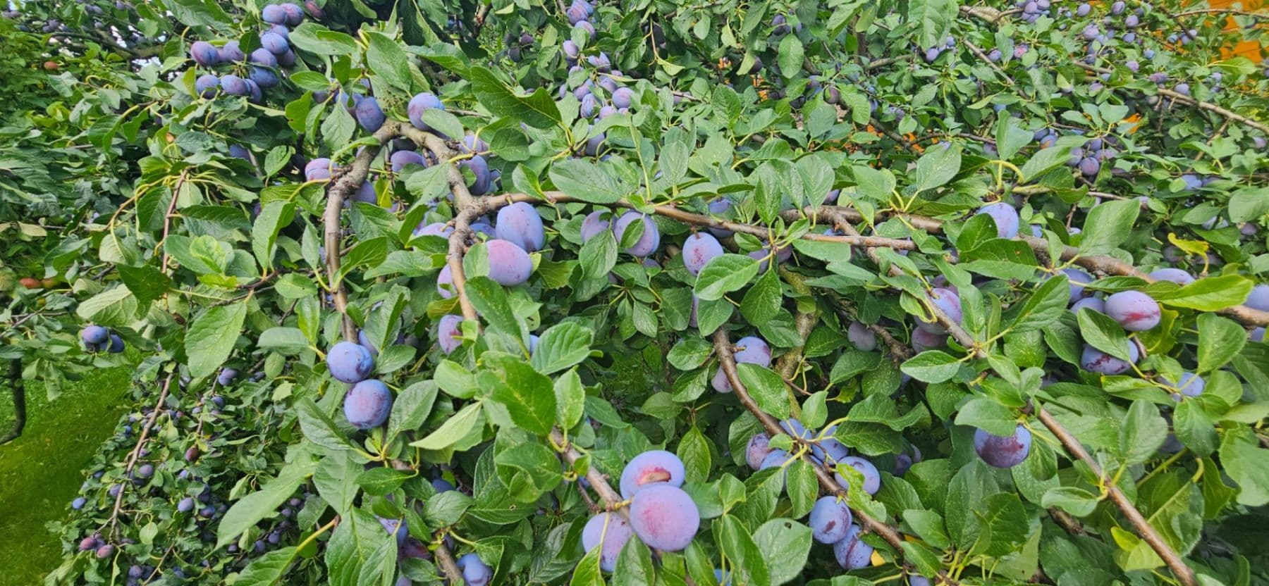 plot to rent, 300 m², Jaselská, Šenov u Nového Jičína, Moravskoslezský Region plot to rent, 300 m², Jaselská, Šenov u Nového Jičína, Moravskoslezský Region