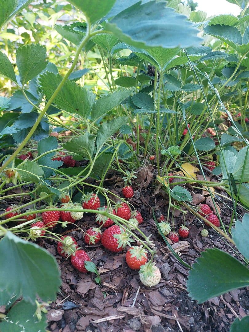 house for sale, 247 m², Mühlau, Saxony house for sale, 247 m², Mühlau, Saxony