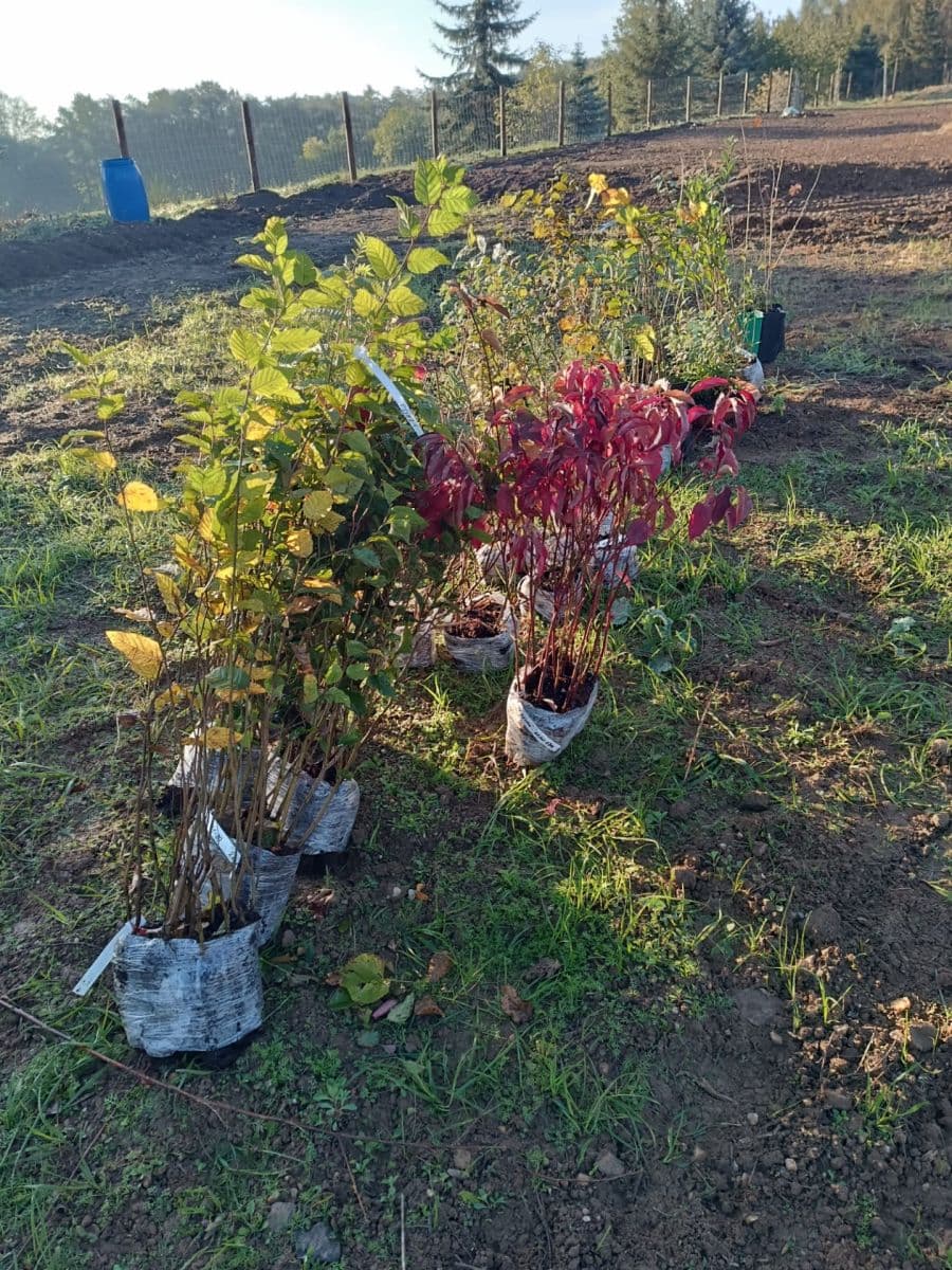 plot to rent, 1,400 m², Třebonín, Středočeský Region plot to rent, 1,400 m², Třebonín, Středočeský Region