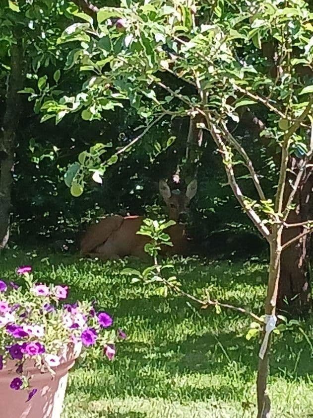 house for sale, 104 m², Bad Herrenalb, Baden-Württemberg house for sale, 104 m², Bad Herrenalb, Baden-Württemberg