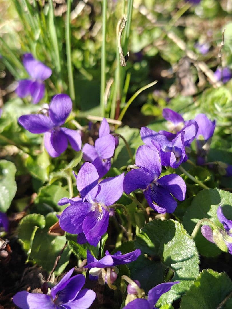 house for sale, 493 m², Glashütten, Hesse house for sale, 493 m², Glashütten, Hesse