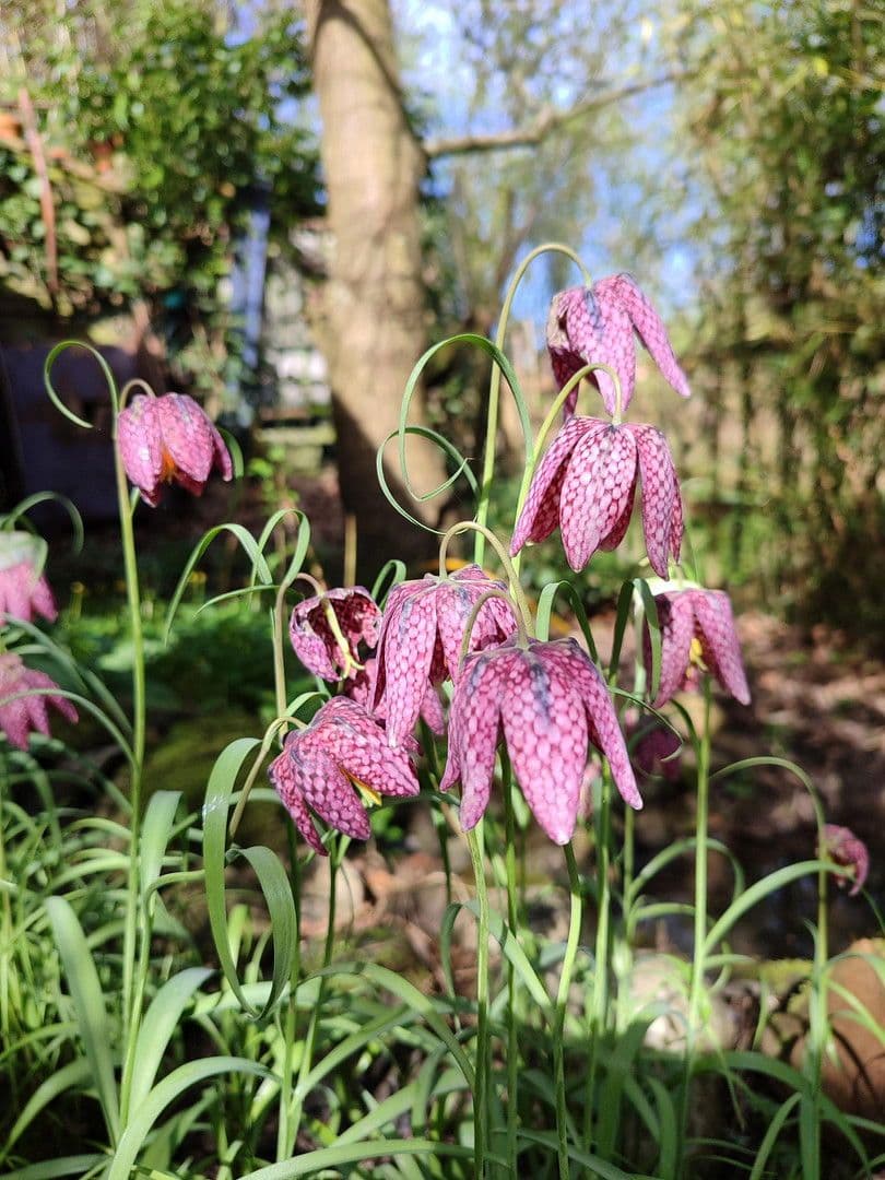 house for sale, 145 m², Haseldorf, Schleswig-Holstein house for sale, 145 m², Haseldorf, Schleswig-Holstein