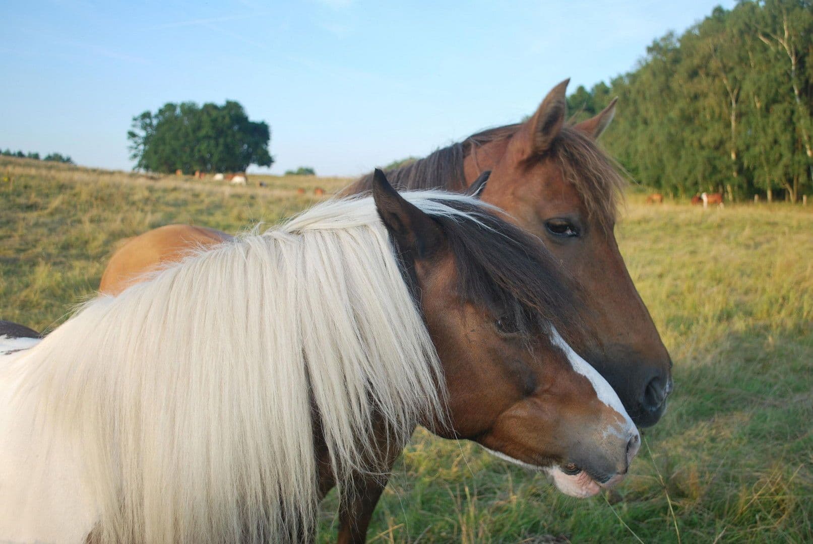 house for sale, 91 m², Zur Lenzer Höh 6, Haus 13, Fünfseen, Mecklenburg-Vorpommern house for sale, 91 m², Zur Lenzer Höh 6, Haus 13, Fünfseen, Mecklenburg-Vorpommern