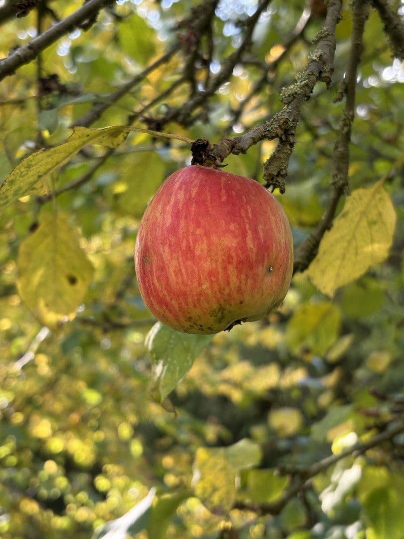 plot for sale, 4,340 m², Biesenthal, Brandenburg plot for sale, 4,340 m², Biesenthal, Brandenburg