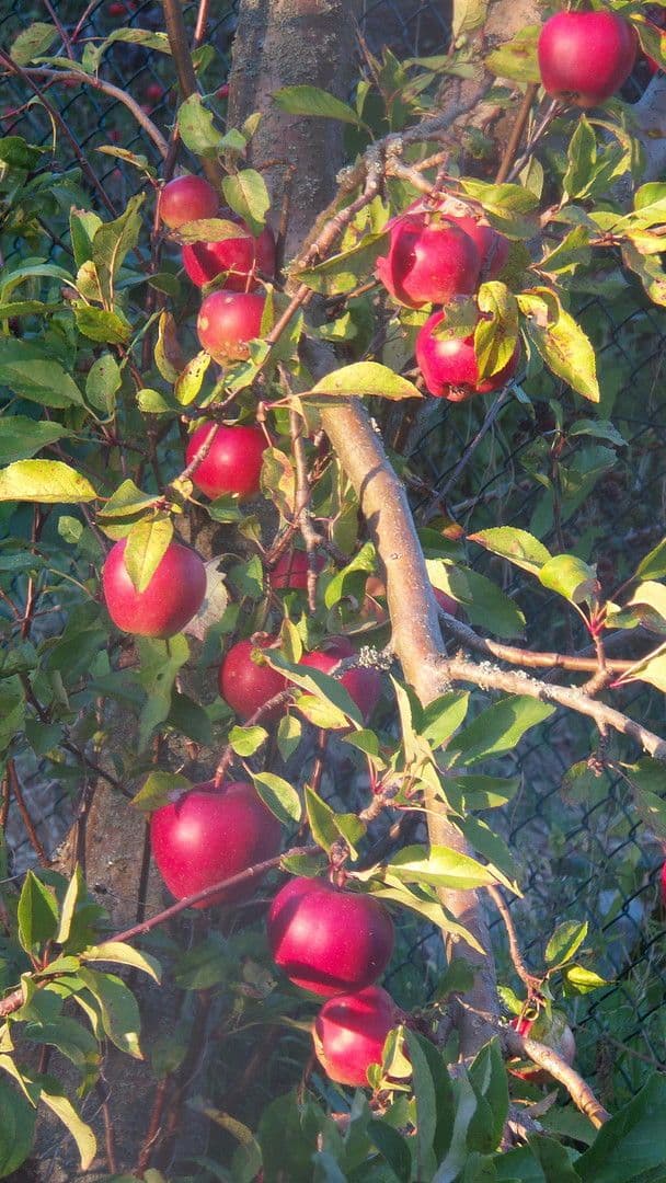 plot for sale, 4,340 m², Berliner Chausee 5, Biesenthal, Brandenburg plot for sale, 4,340 m², Berliner Chausee 5, Biesenthal, Brandenburg