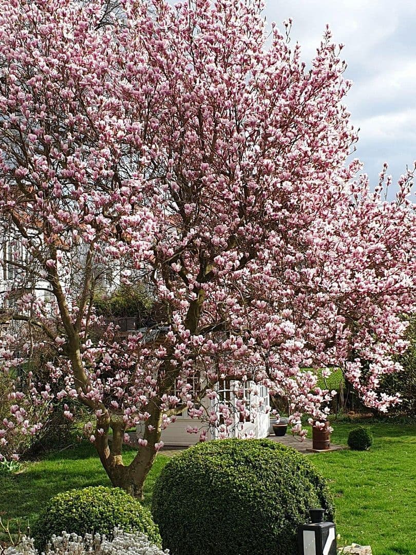 house for sale, 230 m², Wolfenbüttel, Lower Saxony house for sale, 230 m², Wolfenbüttel, Lower Saxony