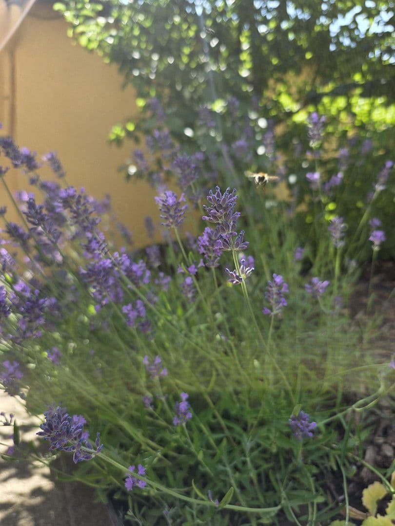 house for sale, 118 m², Hottenbach, Rhineland-Palatinate house for sale, 118 m², Hottenbach, Rhineland-Palatinate