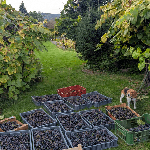 plot for sale, 655 m², Březová, Děčín, Ústecký Region plot for sale, 655 m², Březová, Děčín, Ústecký Region