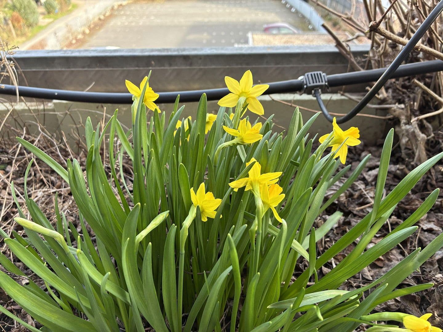 flat to rent, 220 m², Groß-Umstadt, Hesse flat to rent, 220 m², Groß-Umstadt, Hesse