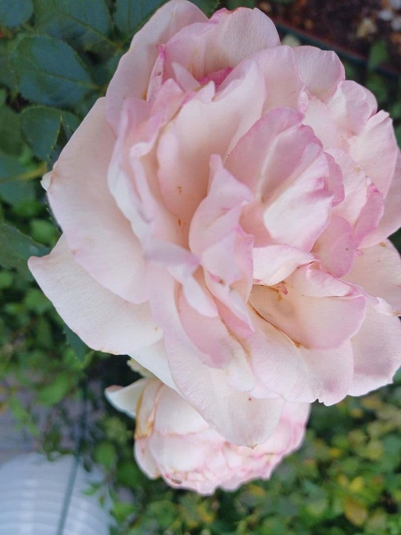 house for sale, 204 m², Leipzig, Saxony house for sale, 204 m², Leipzig, Saxony