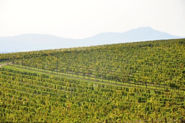 plot for sale, 2,219 m², Němčičky plot for sale, 2,219 m², Němčičky