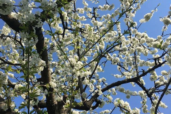 house for sale, 126 m², Berlin, Berlin house for sale, 126 m², Berlin, Berlin