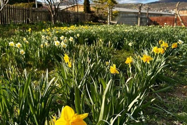 plot for sale, 888 m², plot for sale, 888 m²,