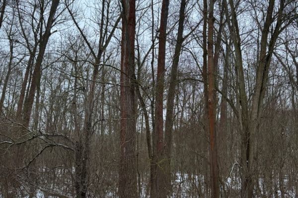 plot for sale, 20,392 m², Kralupy nad Vltavou plot for sale, 20,392 m², Kralupy nad Vltavou